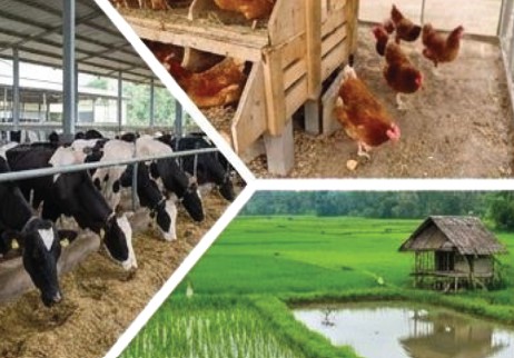 Integrated dairy cattle sheds, poultry houses, and fish ponds